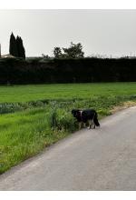 Photo from customer for Arnés DOG Copenhagen Comfort Walk Air™ - V3