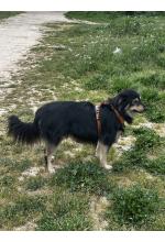 Photo from customer for Arnés DOG Copenhagen Comfort Walk Air™ - V3