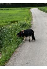 Photo from customer for Arnés DOG Copenhagen Comfort Walk Air™ - V3