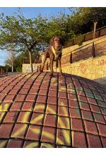 Photo from customer for Arnés DOG Copenhagen Comfort Walk Pro™ - V3