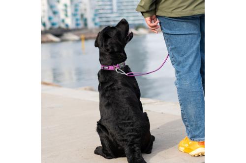 Collar perros DOG Copenhagen Urban Style. Con perro 5