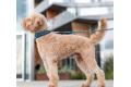 Collar acolchado perro DOG Copenhagen Urban Explorer V3. Con perro 1