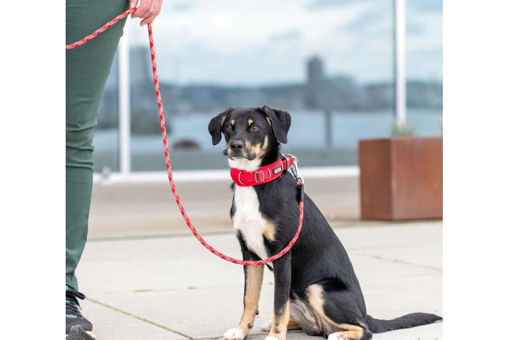 Collar acolchado perro DOG Copenhagen Urban Explorer V3. Con perro 2