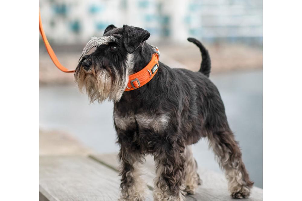 Collar acolchado perro DOG Copenhagen Urban Explorer V3. Con perro 3
