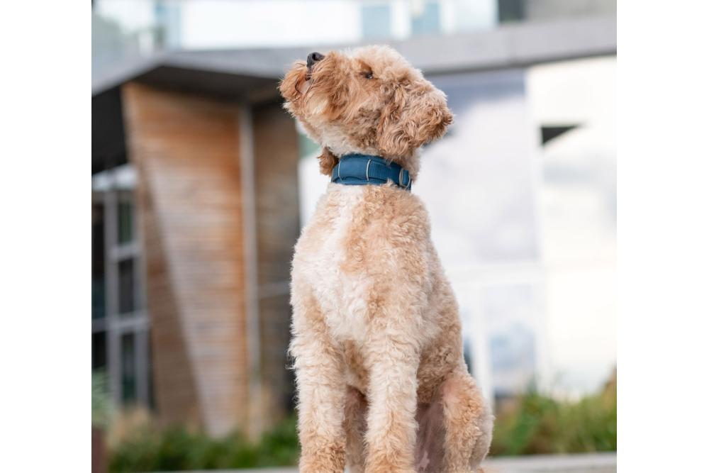 Collar acolchado perro DOG Copenhagen Urban Explorer V3. Con perro 5