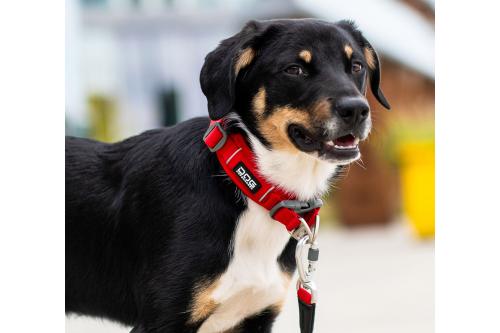 Collar acolchado perro DOG Copenhagen Urban Explorer V3. Con perro 6