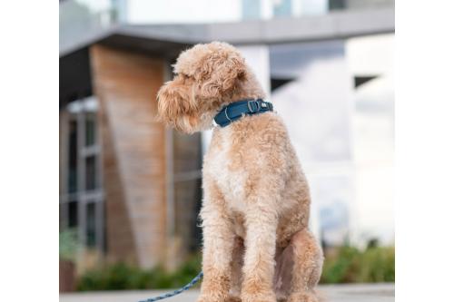 Collar acolchado perro DOG Copenhagen Urban Explorer V3. Con perro 7