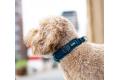 Collar acolchado perro DOG Copenhagen Urban Explorer V3. Con perro 8