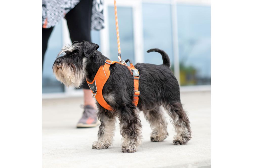 Arnés para perro DOG Copenhagen Comfort Walk Pro. Ejemplo con perro 1 Arnés para perro DOG Copenhagen Comfort Walk Pro. Ejemplo con perro 1