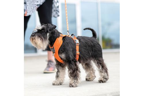 Arnés para perro DOG Copenhagen Comfort Walk Pro. Ejemplo con perro 1 Arnés para perro DOG Copenhagen Comfort Walk Pro. Ejemplo con perro 1
