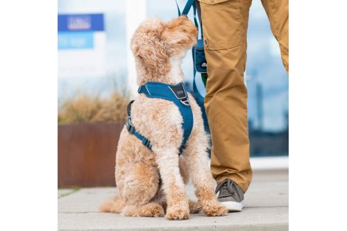 Arnés para perro DOG Copenhagen Comfort Walk Pro. Ejemplo con perro 2 Arnés para perro DOG Copenhagen Comfort Walk Pro. Ejemplo con perro 2