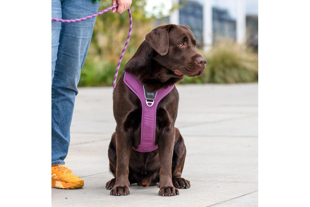 Arnés para perro DOG Copenhagen Comfort Walk Pro. Ejemplo con perro 4 Arnés para perro DOG Copenhagen Comfort Walk Pro. Ejemplo con perro 4