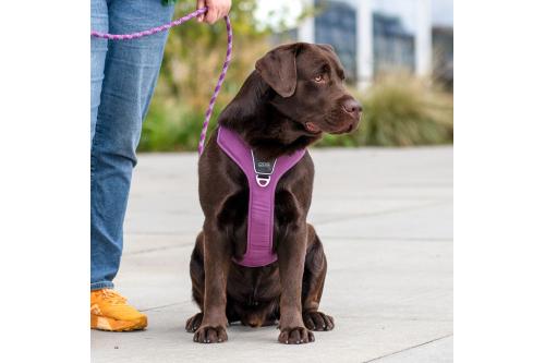 Arnés para perro DOG Copenhagen Comfort Walk Pro. Ejemplo con perro 4 Arnés para perro DOG Copenhagen Comfort Walk Pro. Ejemplo con perro 4