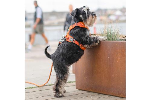 Arnés para perro DOG Copenhagen Comfort Walk Pro. Ejemplo con perro 6 Arnés para perro DOG Copenhagen Comfort Walk Pro. Ejemplo con perro 6