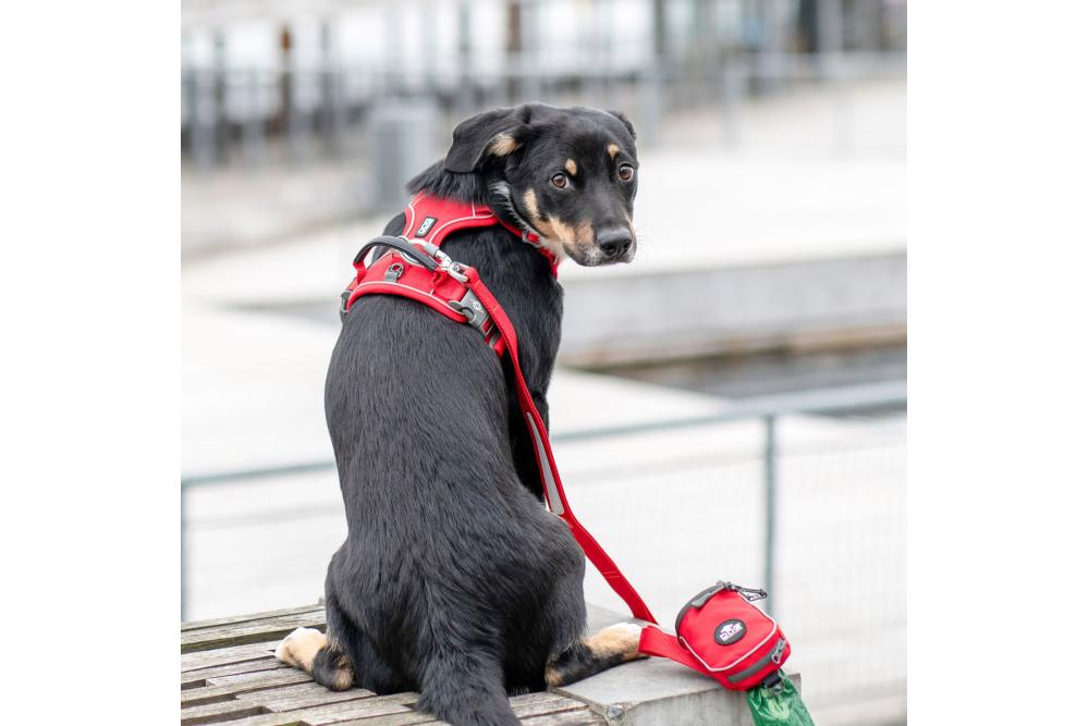 Arnés para perro DOG Copenhagen Comfort Walk Pro. Ejemplo con perro 8 Arnés para perro DOG Copenhagen Comfort Walk Pro. Ejemplo con perro 8