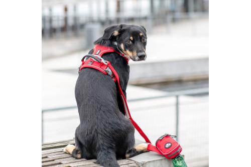 Arnés para perro DOG Copenhagen Comfort Walk Pro. Ejemplo con perro 8 Arnés para perro DOG Copenhagen Comfort Walk Pro. Ejemplo con perro 8