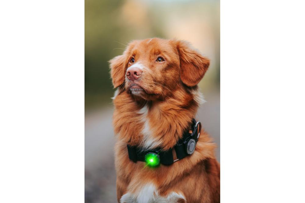 Orbiloc Reflective Clip - Luz LED seguridad y alta visibilidad para perros - ejemplo con perro 03