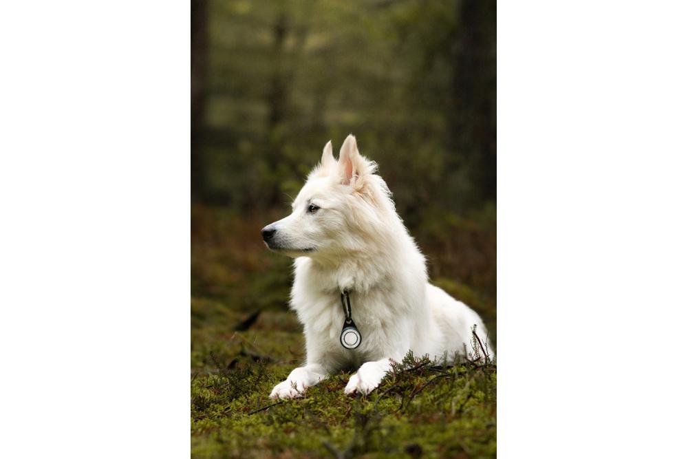 Orbiloc Reflective Carabiner - Luz LED seguridad y alta visibilidad para perros - ejemplo con perro 01