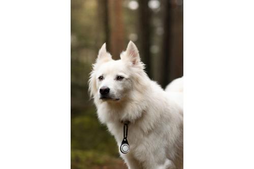 Orbiloc Reflective Carabiner - Luz LED seguridad y alta visibilidad para perros - ejemplo con perro 02