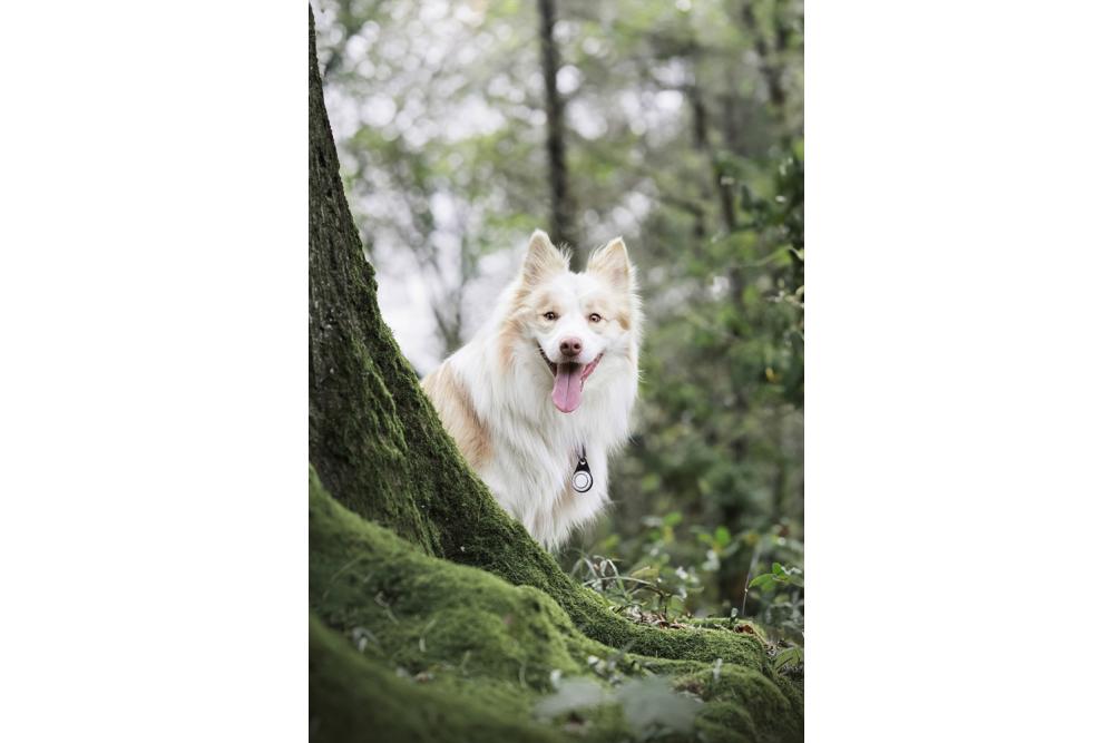 Orbiloc Reflective Carabiner - Luz LED seguridad y alta visibilidad para perros - ejemplo con perro 03