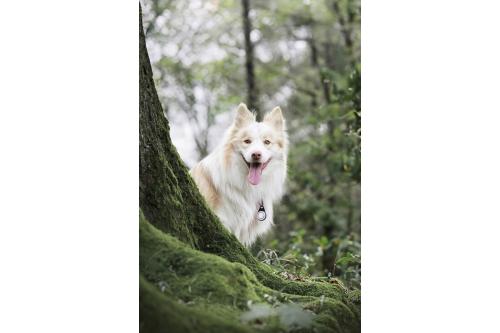 Orbiloc Reflective Carabiner - Luz LED seguridad y alta visibilidad para perros - ejemplo con perro 03