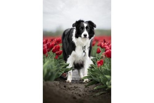 Orbiloc Reflective Carabiner - Luz LED seguridad y alta visibilidad para perros - ejemplo con perro 04