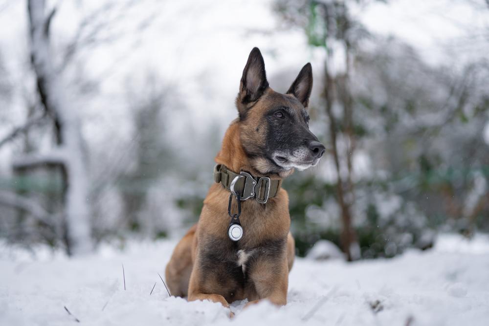 Orbiloc Reflective Carabiner - Luz LED seguridad y alta visibilidad para perros - ejemplo con perro 05