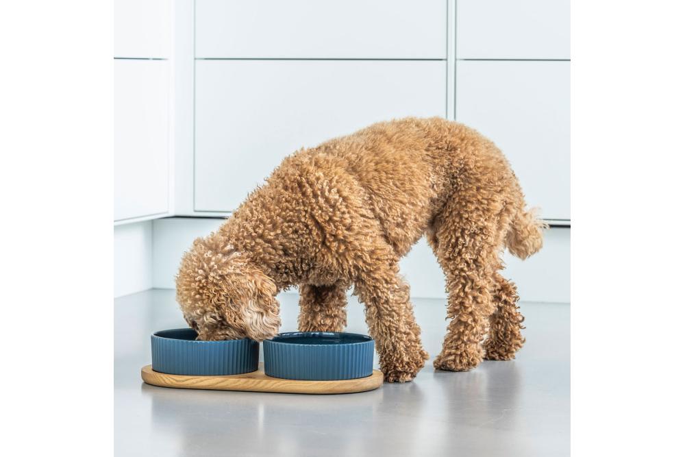 Comedero doble para perros Kronborg de DOG Copenhagen. Cerámica porcelana. Con perro 5