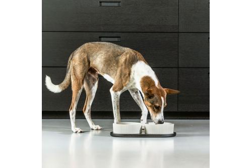 Comedero doble para perros Kronborg de DOG Copenhagen. Cerámica porcelana. Con perro 7