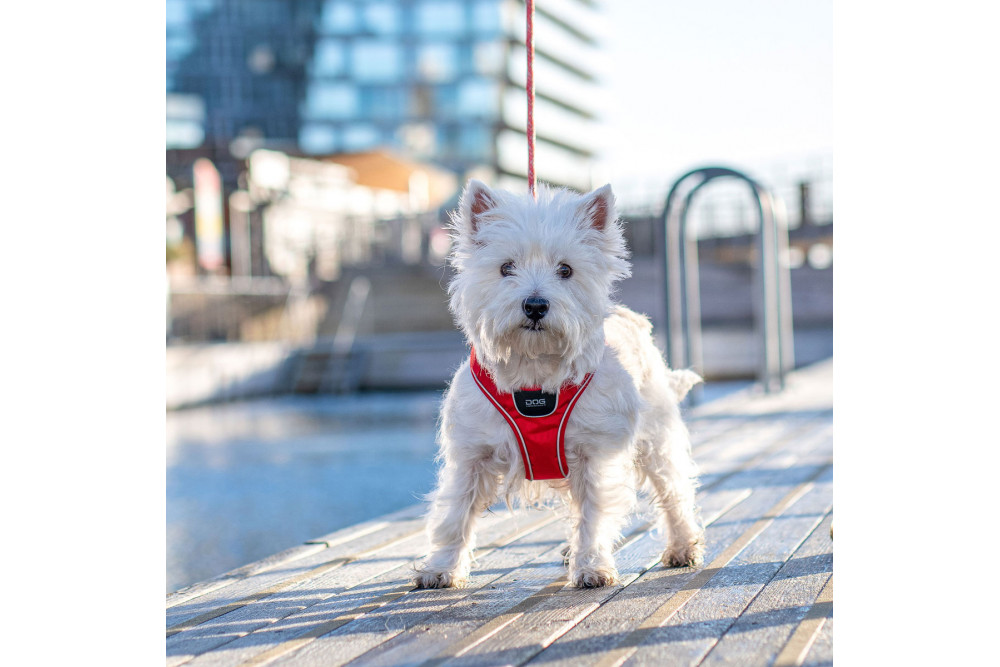 Arnés para perro DOG Copenhagen Comfort Walk Go rojo con perro toma 2