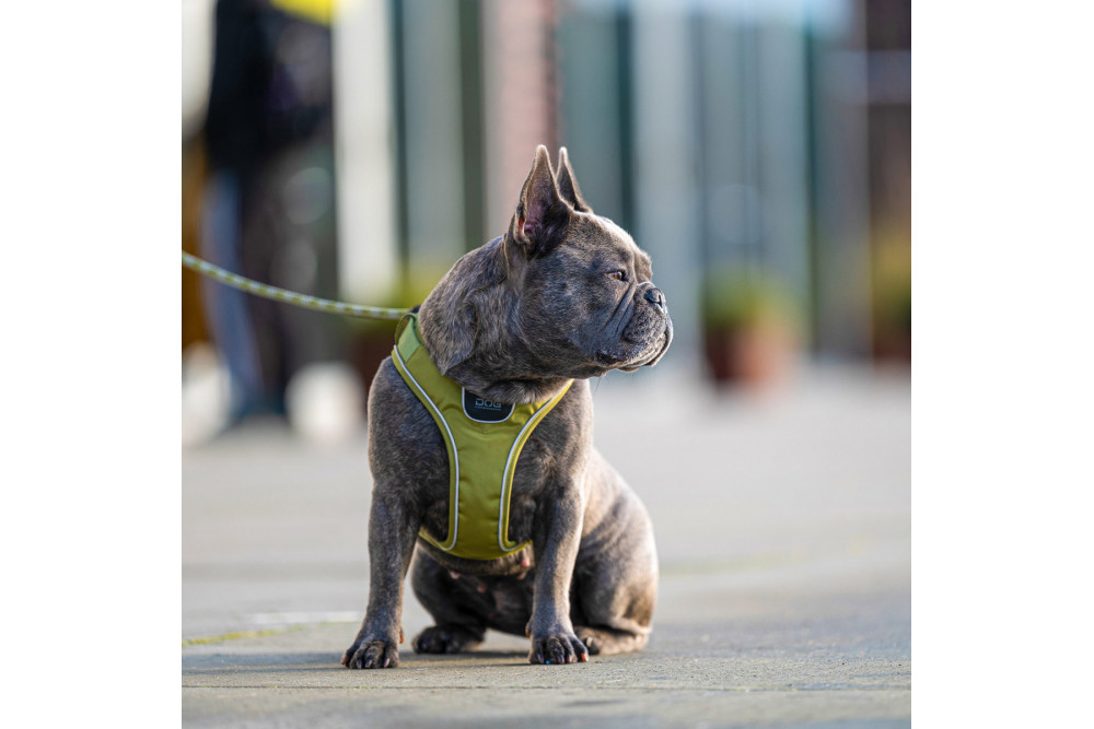 Arnés para perro DOG Copenhagen Comfort Walk Go verde con perro toma 2