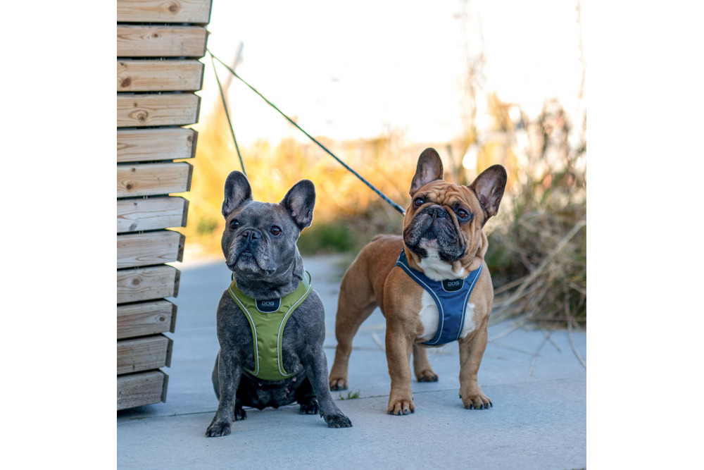 Arnés DOG Copenhagen Comfort Walk Go™